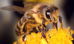 Помощь пчел в борьбе с раком
