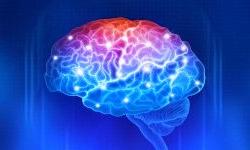 Размер головного мозга заложен в генах