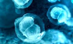 Какова роль стволовых клеток?
