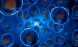 Изменчивость стволовых клеток в лечении различных заболеваний