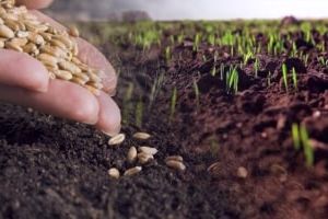 система семеноводства, апробация сортовых посевов и отбор проб семян сельскохозяйственных культур